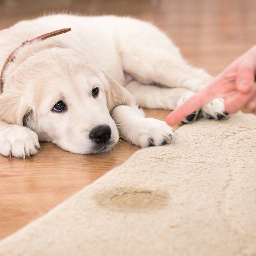 Top Pet Urine Odor Removal Cleaning Salem Or
