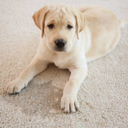 Reliable Pet Urine Odor Removal Cleaning 1 Molalla Or